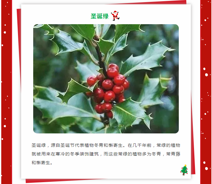 圣诞6